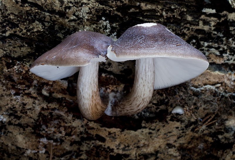 Pluteus cervinus